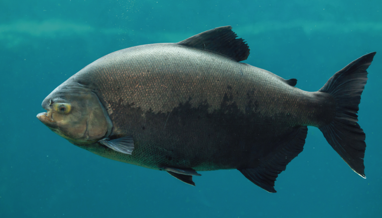 COMO PESCAR PACU